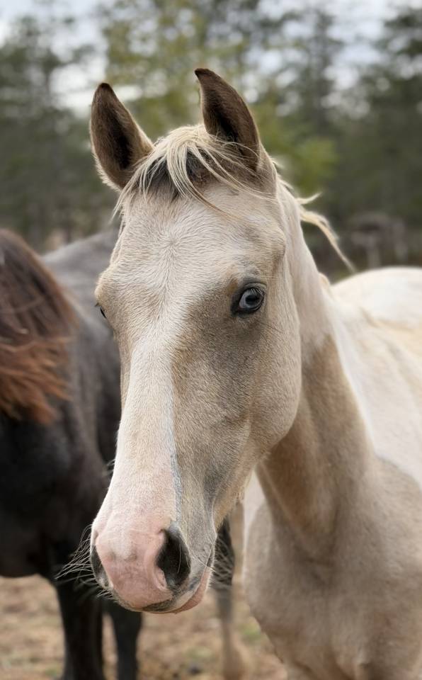Hengst Franse rijpony PFS Te koop 2025 Bont