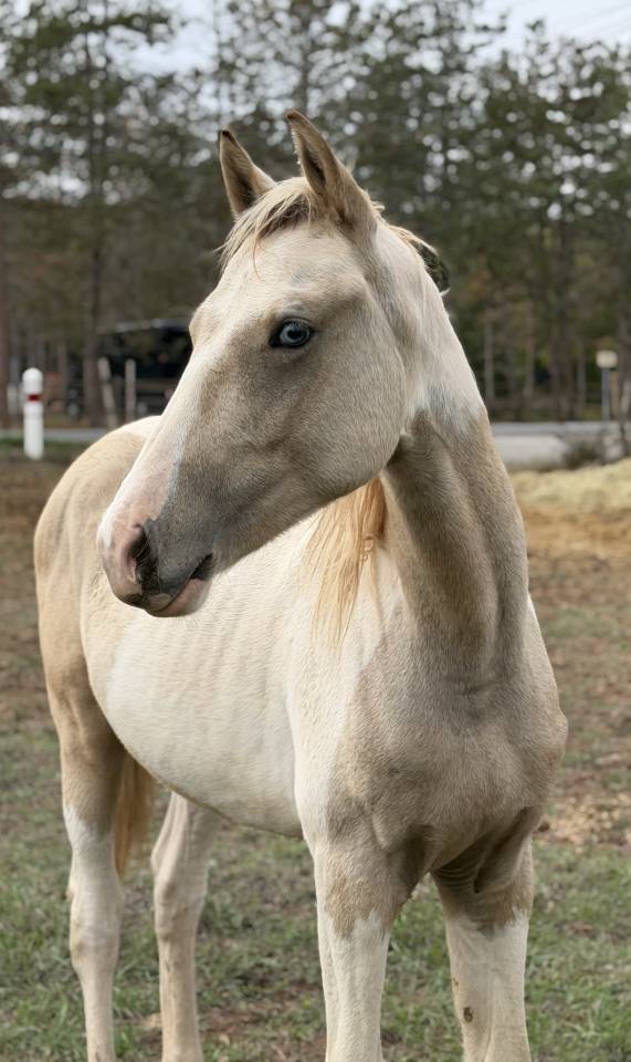 Hengst Franse rijpony PFS Te koop 2025 Bont