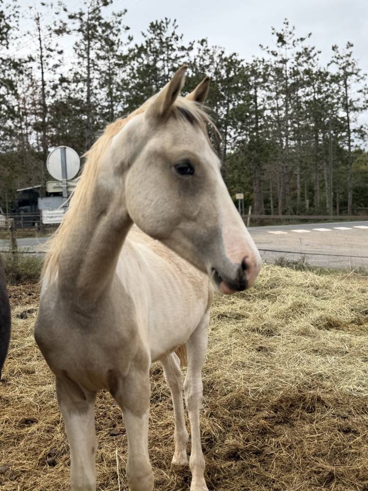 Hengst Franse rijpony PFS Te koop 2025 Bont
