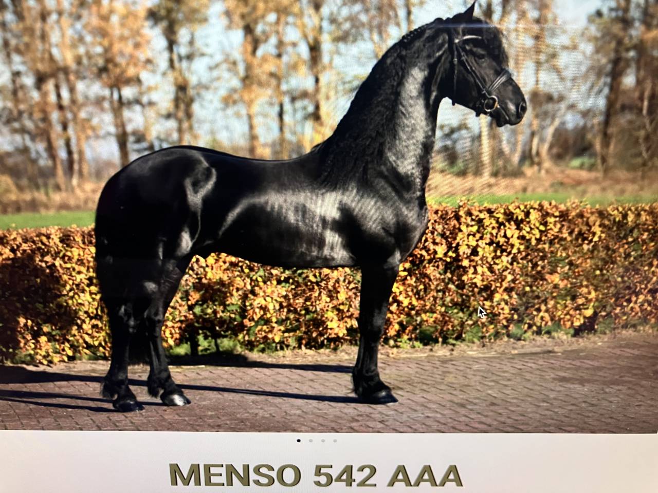 Veulen (ml) Fries Te koop 2026 Zwart ,  Menso 542