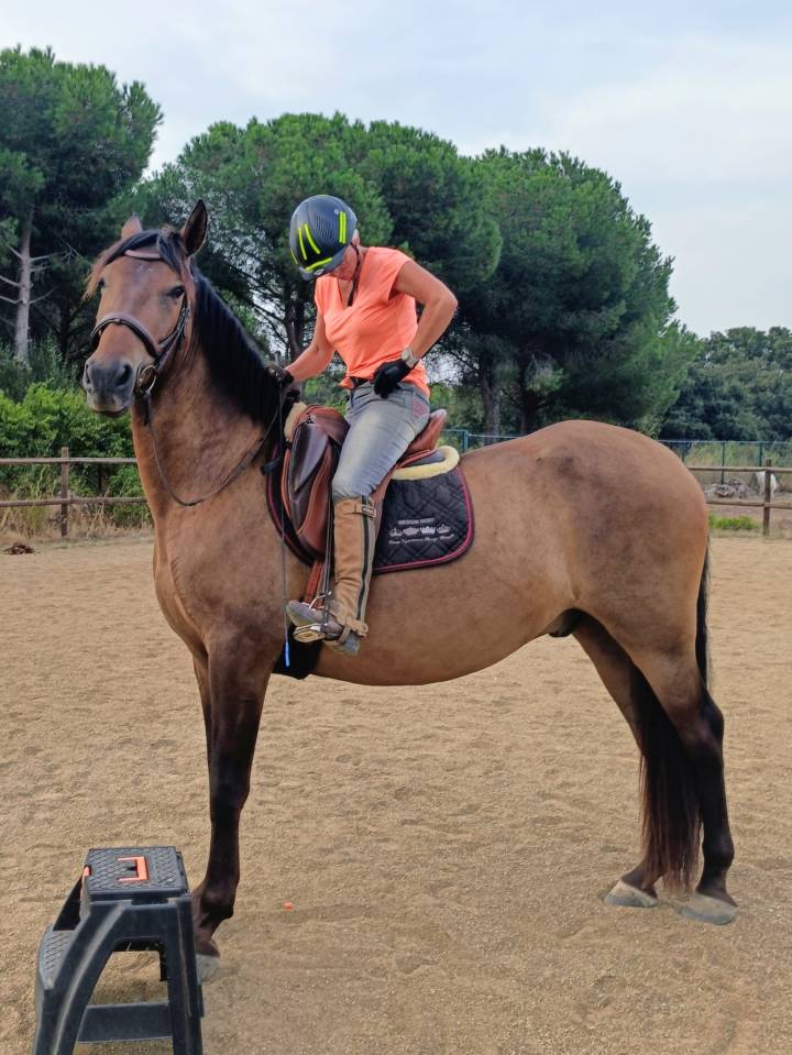 Ruin PRE Puur Ras Spaans Te koop 2022 Bruin / Bai ,  Fandango CLXVI
