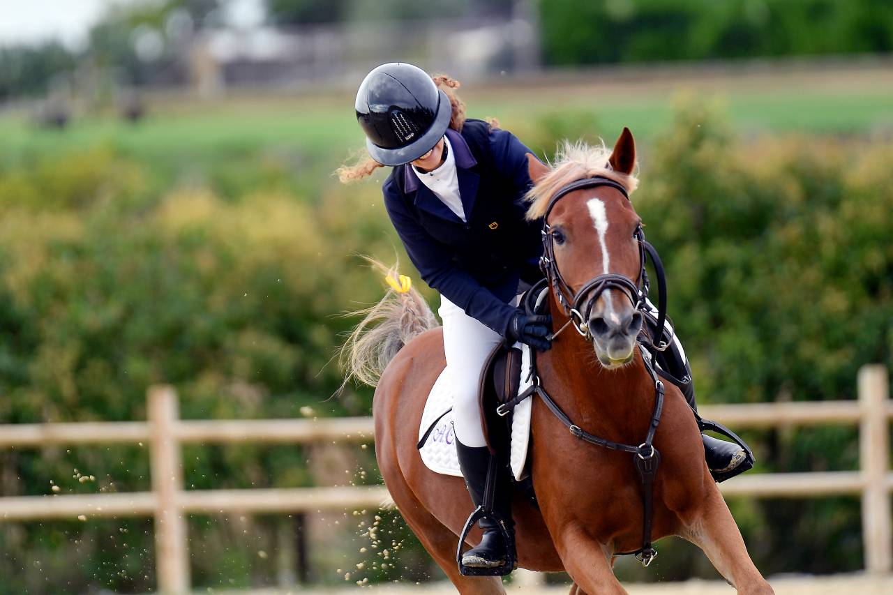 Merrie Bekend ras Te koop 2015 Vos