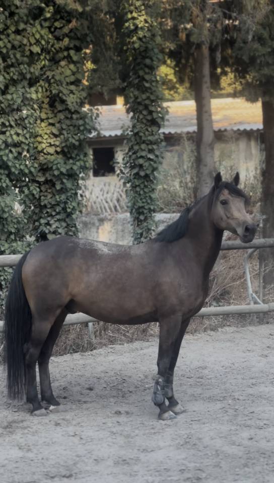 Ruin Andere pony rassen Te koop 2018 Isabel