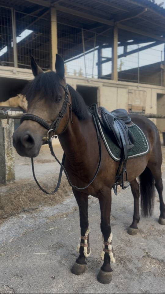 Ruin Andere pony rassen Te koop 2018 Isabel