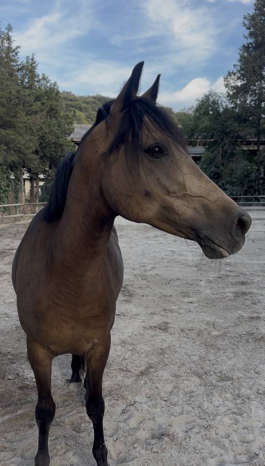 Ruin Andere pony rassen Te koop 2018 Isabel