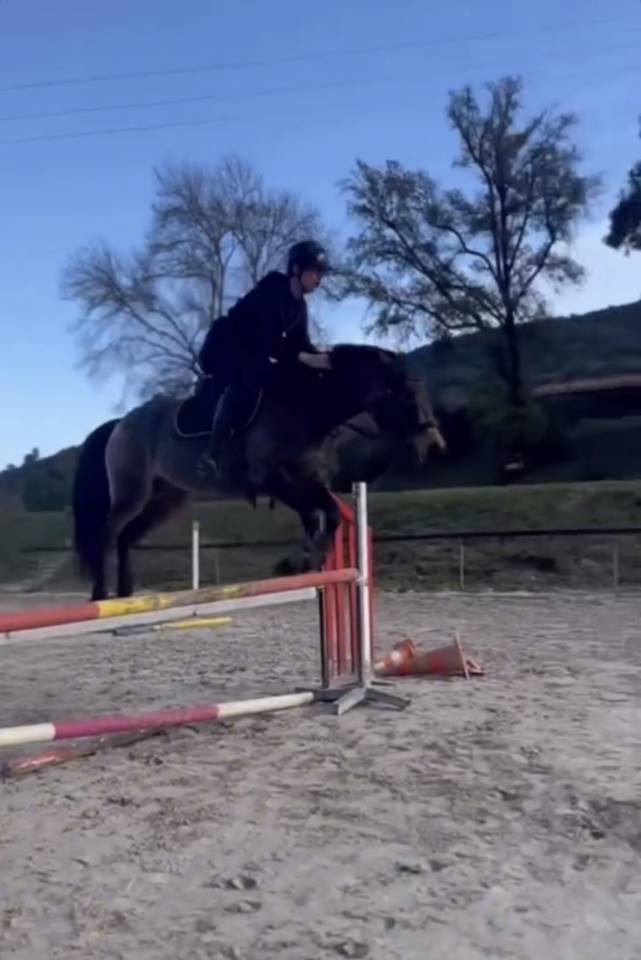 Ruin Andere pony rassen Te koop 2018 Isabel