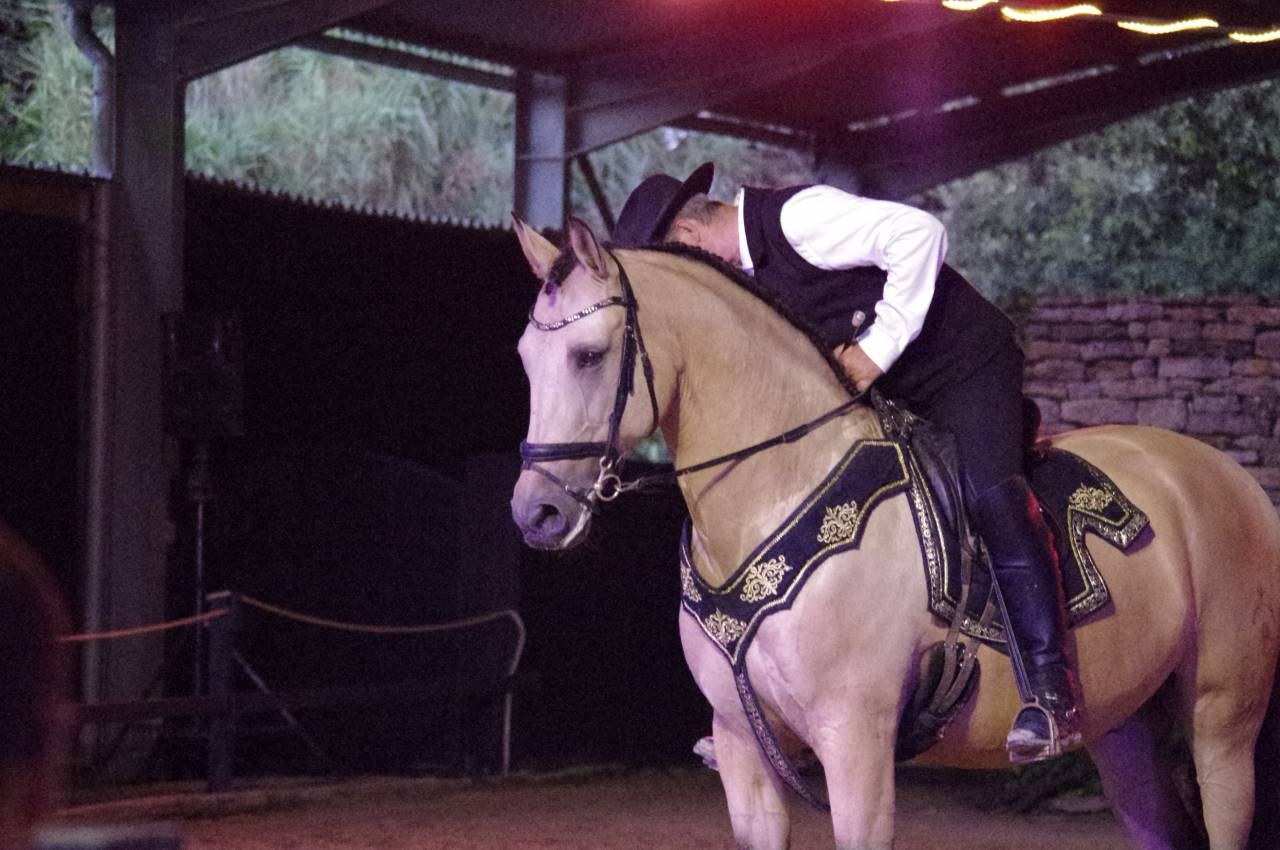 Ruin Lusitano Te koop 2017 Isabel ,  HABLADOR