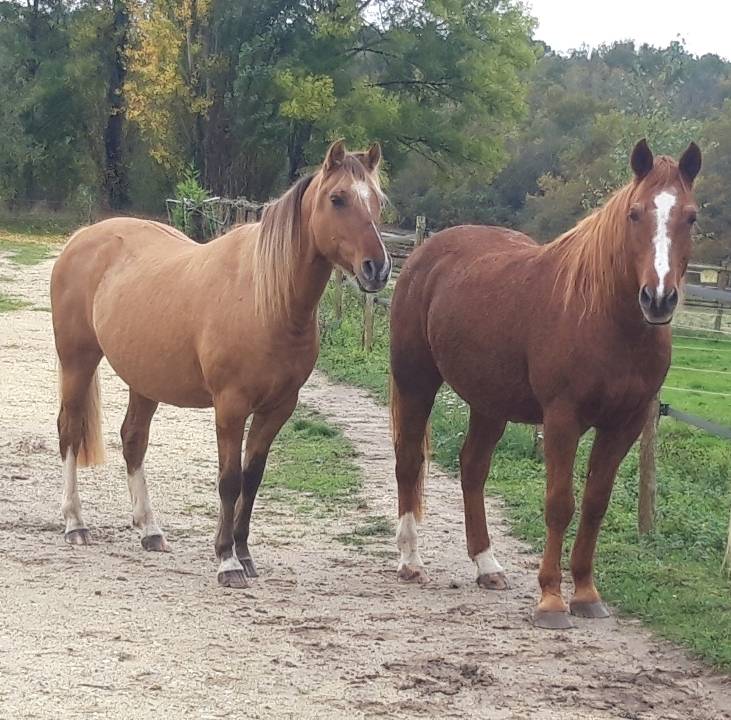 Hippisch vastgoed Koop Dordogne