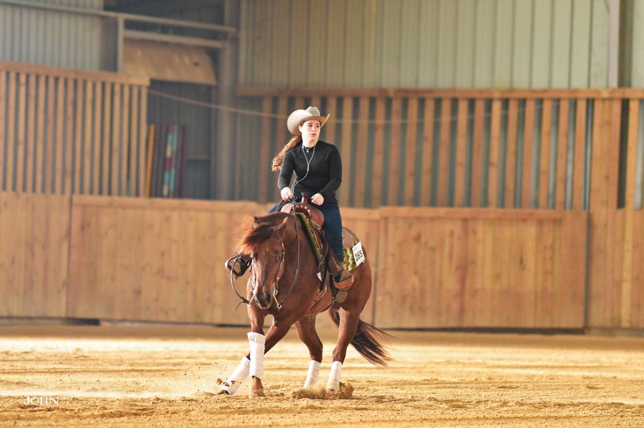 Ruin Quarter Horse Te koop 2019 Vos