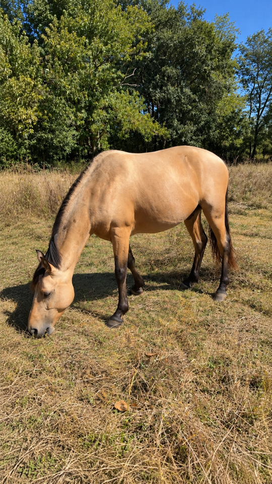 Ruin Franse rijpony PFS Te koop 2021 Isabel