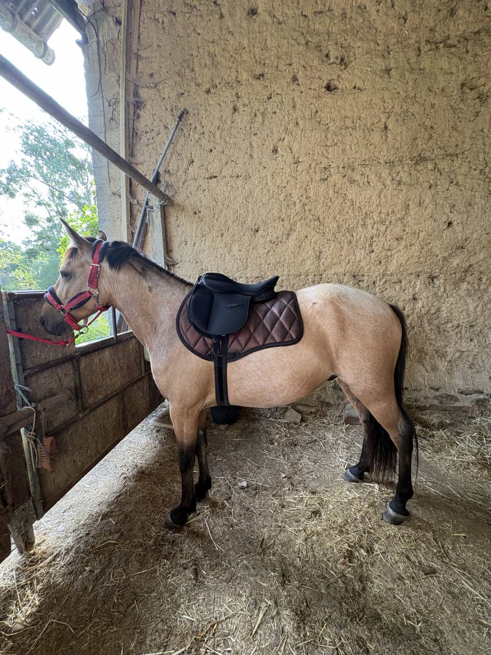 Ruin Franse rijpony PFS Te koop 2021 Isabel