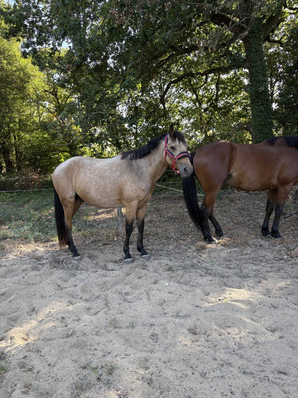 Ruin Franse rijpony PFS Te koop 2021 Isabel