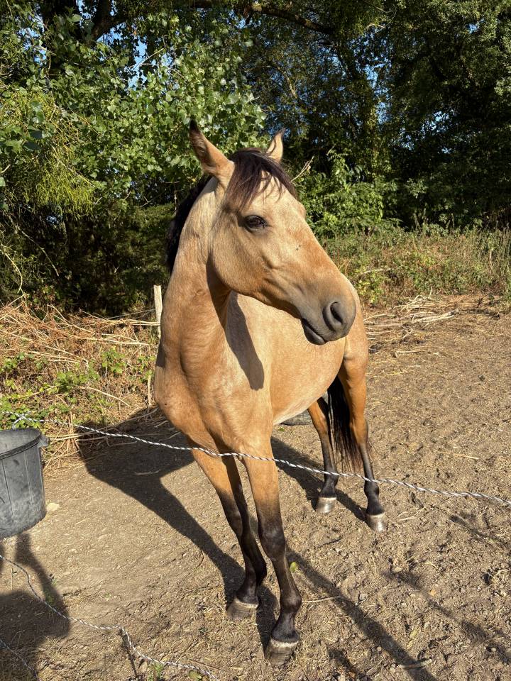 Ruin Franse rijpony PFS Te koop 2021 Isabel