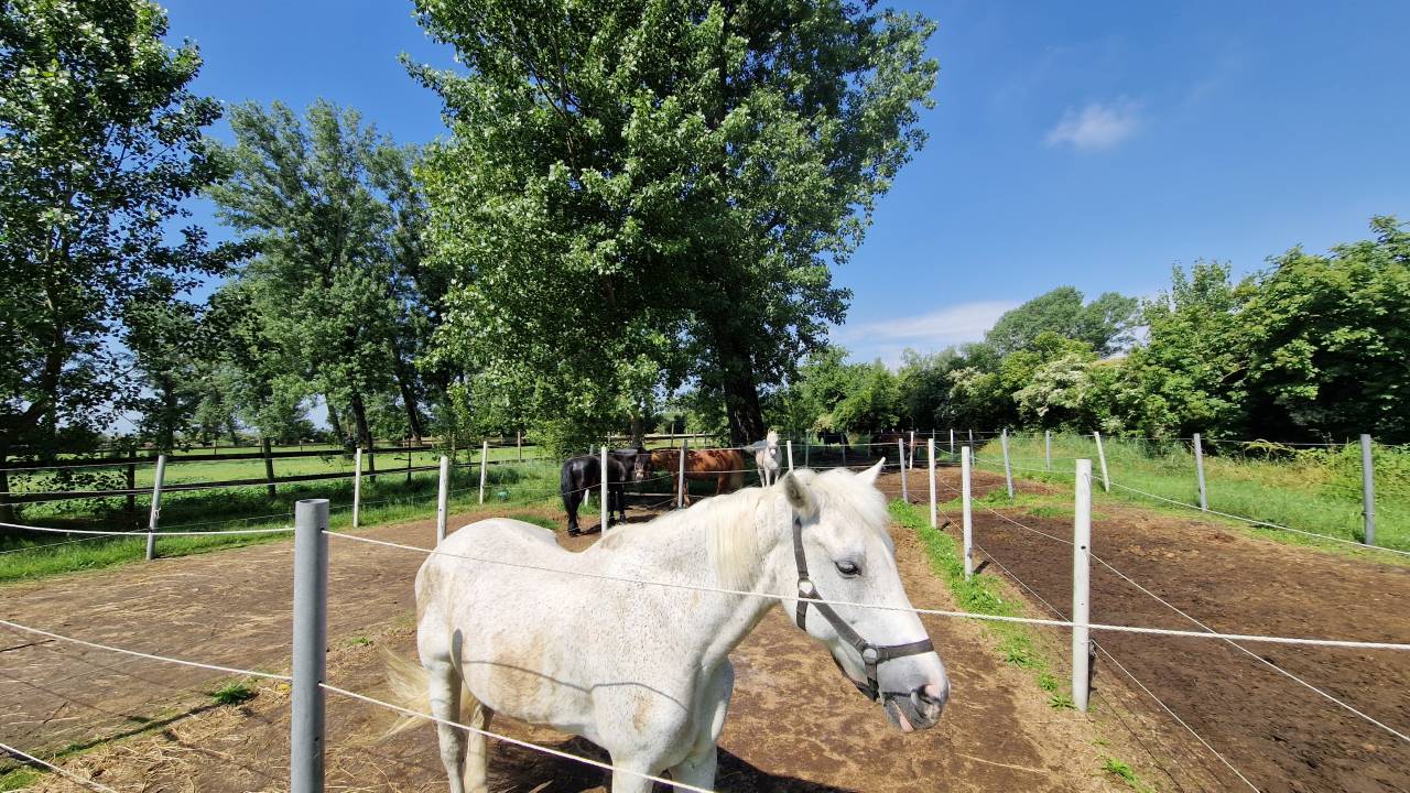 Ruiterclub Koop Ferrara
