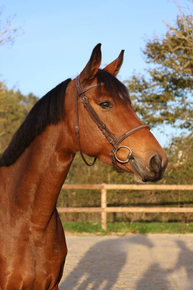 Merrie Selle Fran&ccedil;ais Te koop 2019 Donker bruin / bai ,  Dingo Louvo