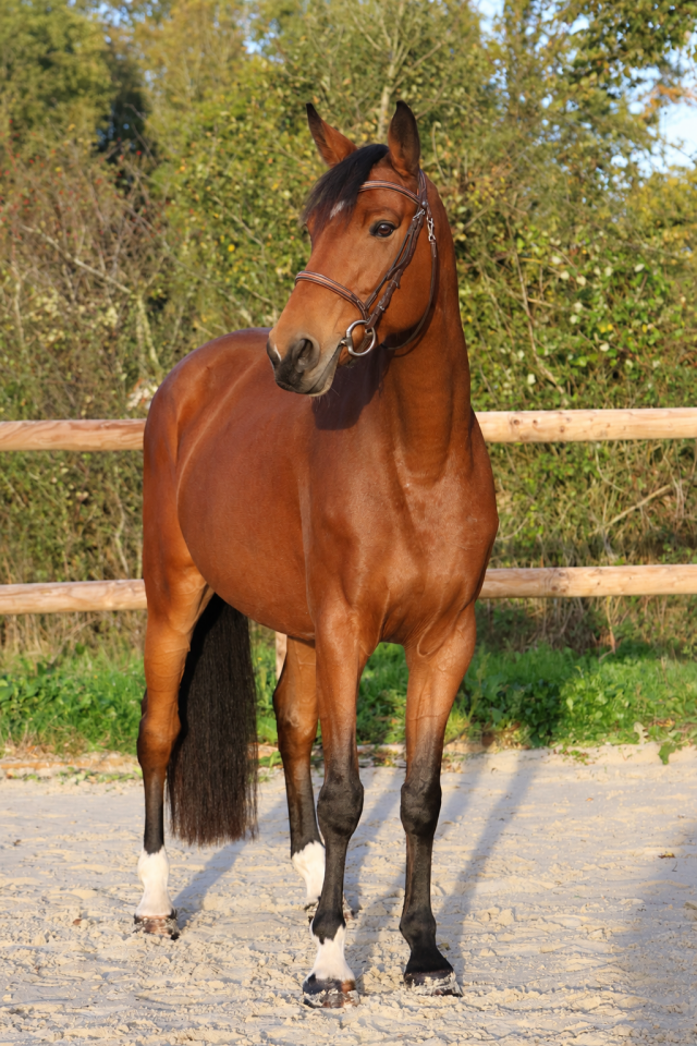 Merrie Selle Fran&ccedil;ais Te koop 2019 Donker bruin / bai ,  Dingo Louvo