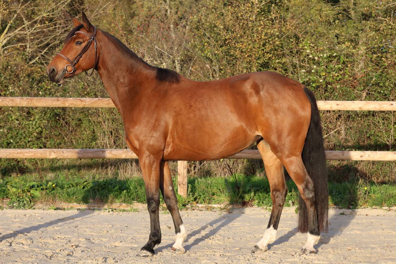 Merrie Selle Fran&ccedil;ais Te koop 2019 Donker bruin / bai ,  Dingo Louvo