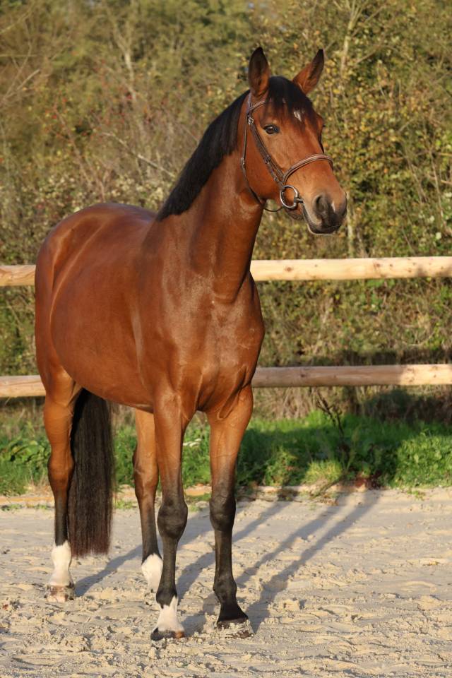 Merrie Selle Fran&ccedil;ais Te koop 2019 Donker bruin / bai ,  Dingo Louvo
