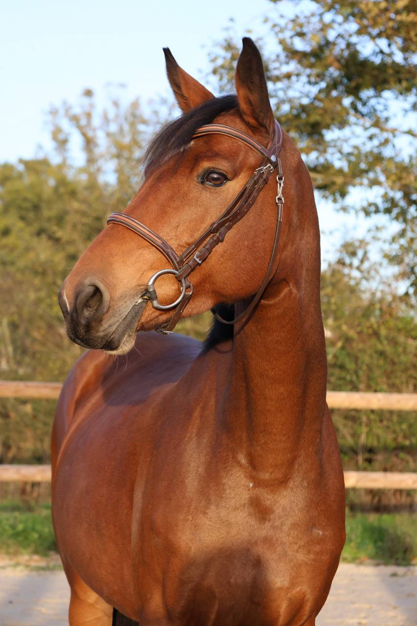 Merrie Selle Fran&ccedil;ais Te koop 2019 Donker bruin / bai ,  Dingo Louvo