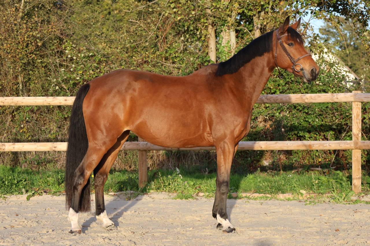 Merrie Selle Fran&ccedil;ais Te koop 2019 Donker bruin / bai ,  Dingo Louvo