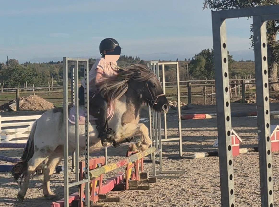 Merrie Shetland Te koop 2023 Bont