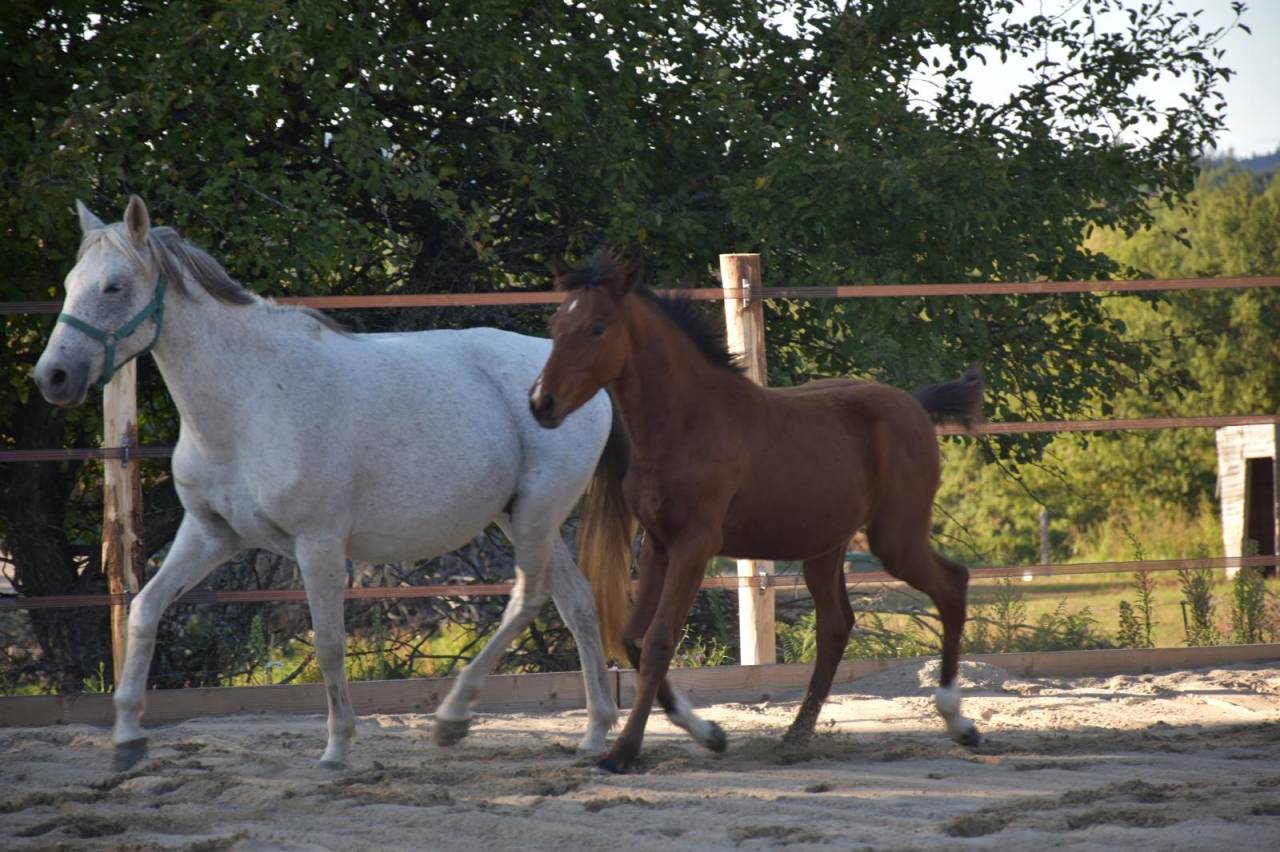 Veulen (ml) Franse rijpony PFS Te koop 2026 Donker bruin / bai ,  NARCOS2