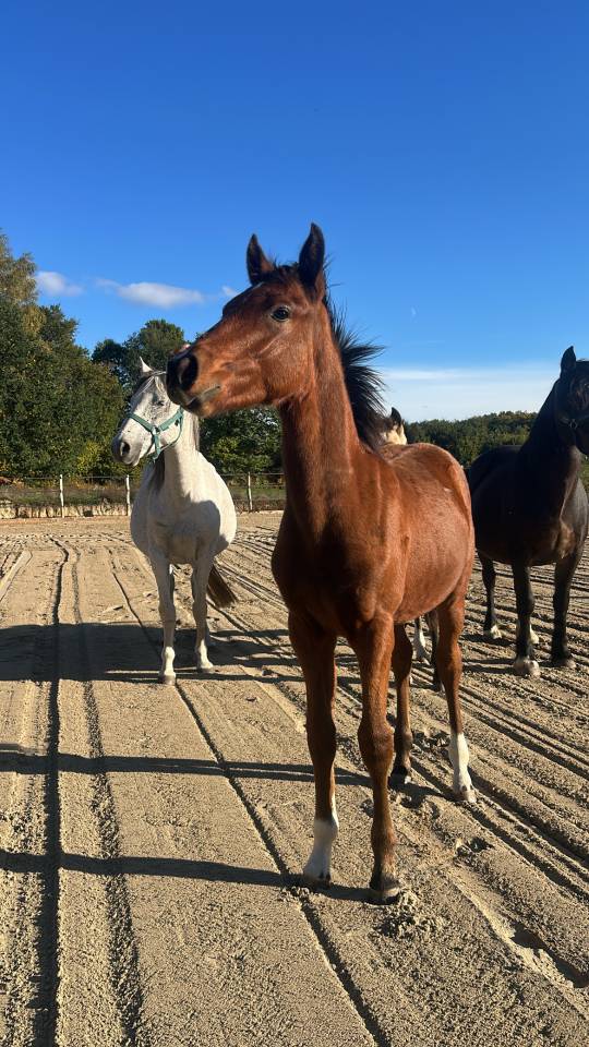 Veulen (ml) Franse rijpony PFS Te koop 2026 Donker bruin / bai ,  NARCOS2