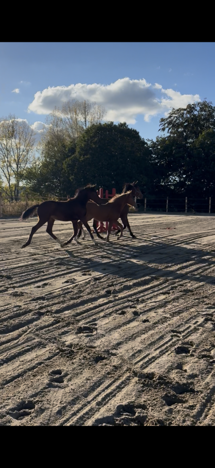 Veulen (ml) Franse rijpony PFS Te koop 2026 Donker bruin / bai ,  NARCOS2