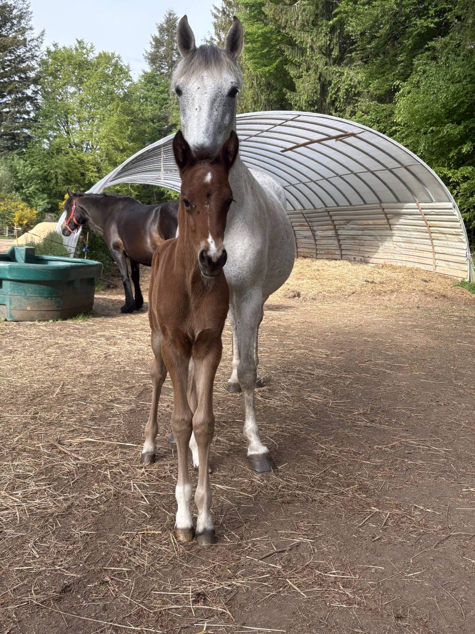 Veulen (ml) Franse rijpony PFS Te koop 2026 Donker bruin / bai ,  NARCOS2
