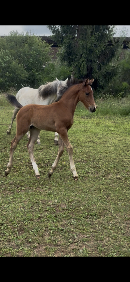 Veulen (ml) Franse rijpony PFS Te koop 2026 Donker bruin / bai ,  NARCOS2