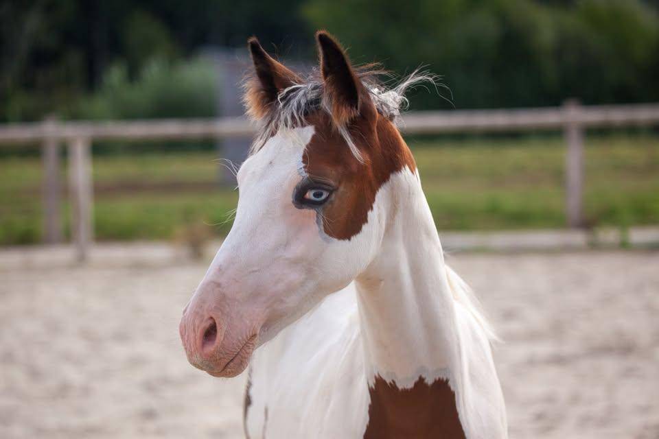 Veulen (ml) Franse rijpony PFS Te koop 2026 Bont ,  Dragibus du rouget