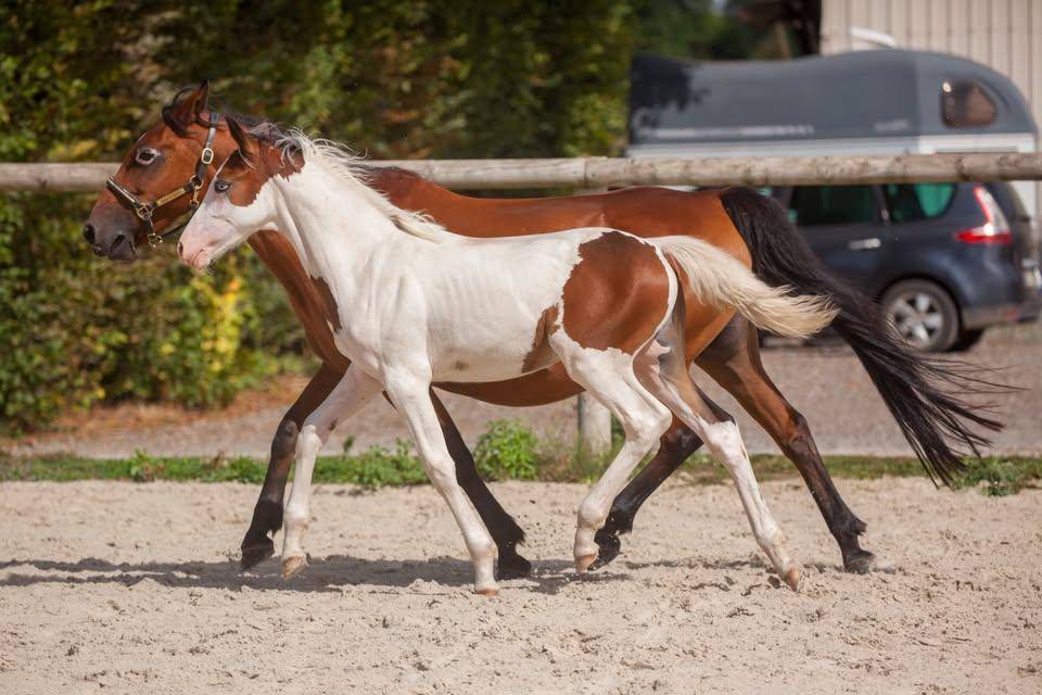 Veulen (ml) Franse rijpony PFS Te koop 2026 Bont ,  Dragibus du rouget