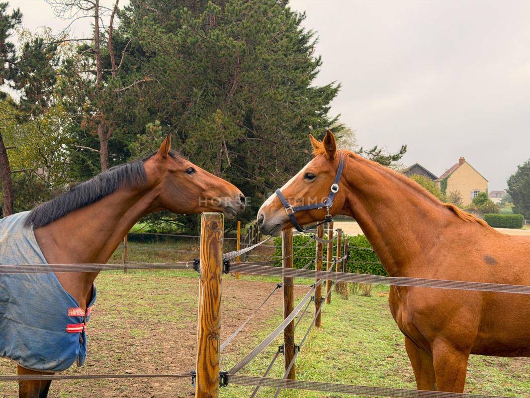 Hippisch vastgoed Koop Yvelines
