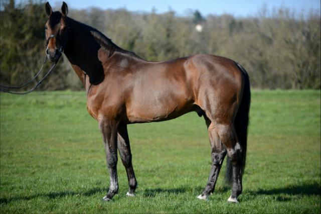 Con Air - Holsteiner 1997 ,  CONTENDER