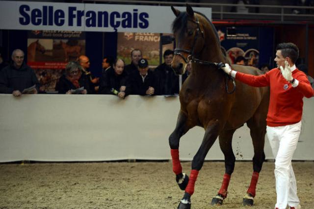 Con Air - Holsteiner 1997 ,  CONTENDER