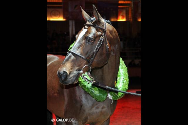 Toulon - BWP Belgisch volbloed 1996 ,  HEARTBREAKER