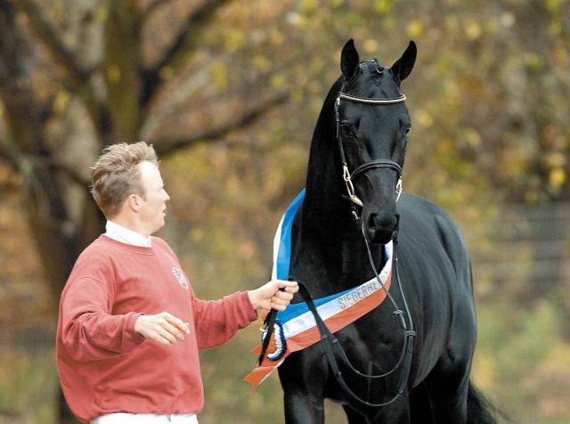 Diarado - Holsteiner 2005 ,  DIAMANT DE SEMILLY SFA