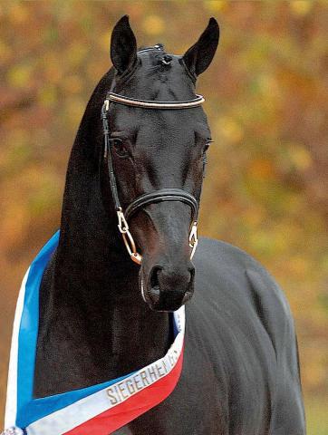 Diarado - Holsteiner 2005 ,  DIAMANT DE SEMILLY SFA