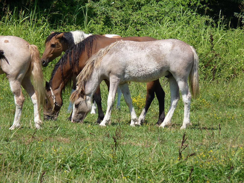 Dekhengst Curly Te koop 2014 Bont ,  JACK DANIELS