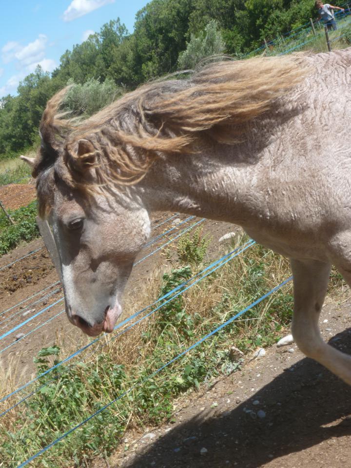 Dekhengst Curly Te koop 2014 Bont ,  JACK DANIELS