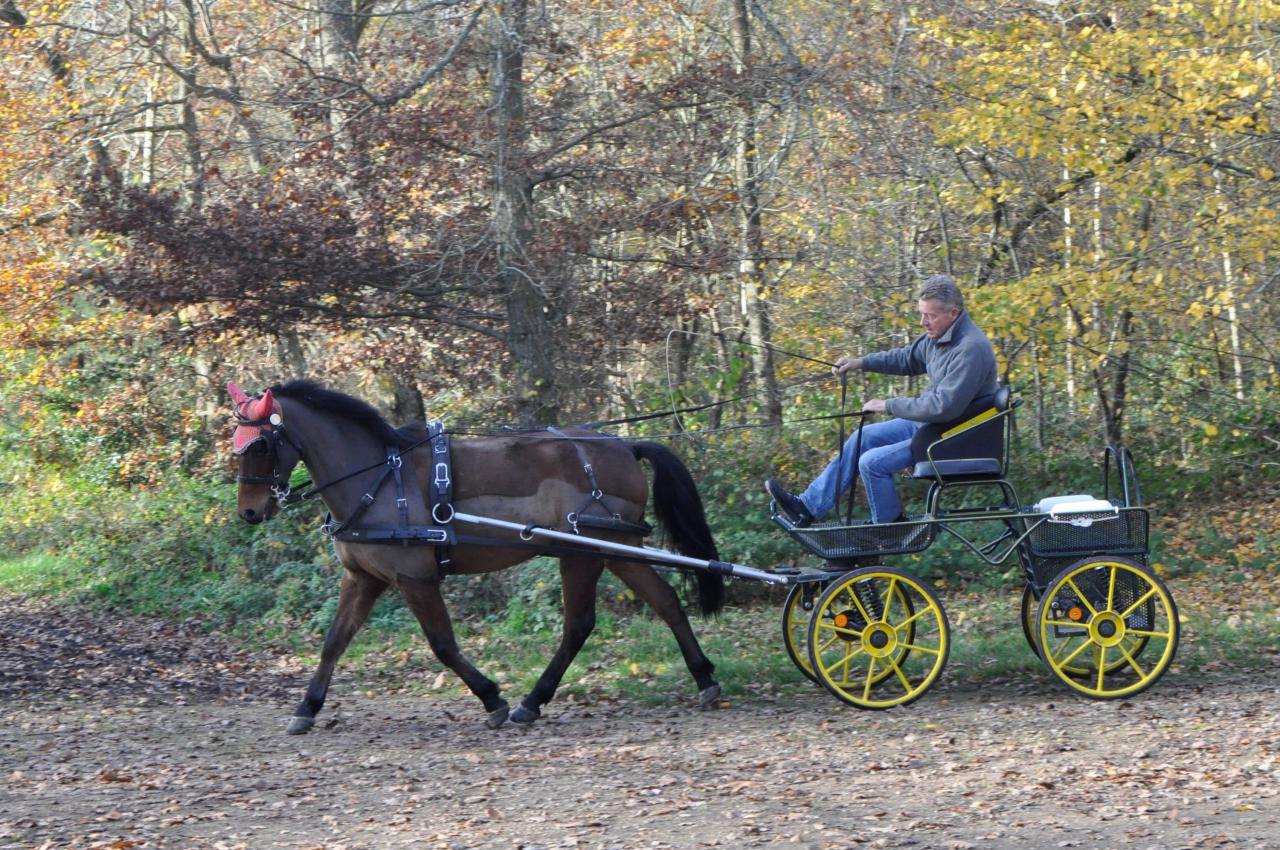 Ruin New Forest Te koop 2009 Donker bruin / bai