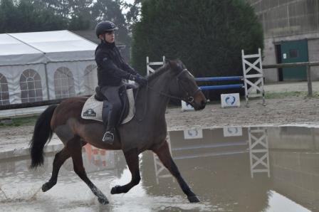 Ruin New Forest Te koop 2009 Donker bruin / bai