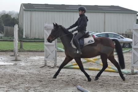 Ruin New Forest Te koop 2009 Donker bruin / bai