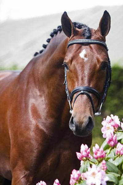 ZZ TOP - KWPN Nederlands sportpaard 2004 ,  Glock's Tango
