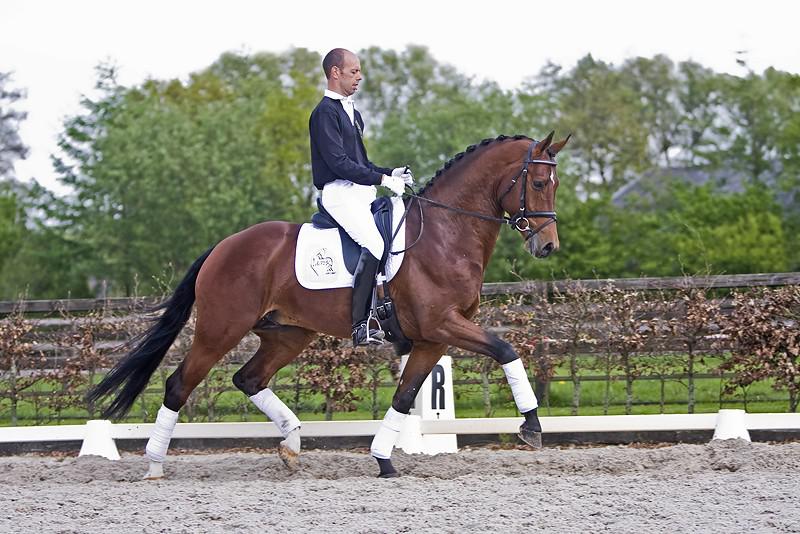 ZZ TOP - KWPN Nederlands sportpaard 2004 ,  Glock's Tango