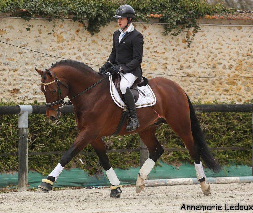 ZZ TOP - KWPN Nederlands sportpaard 2004 ,  Glock's Tango