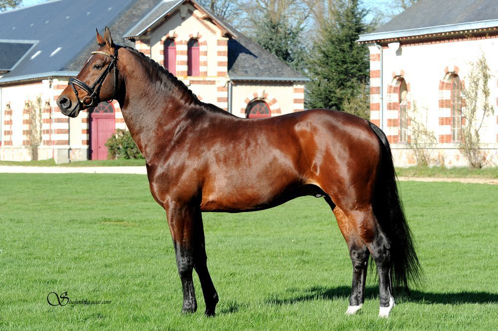 ZZ TOP - KWPN Nederlands sportpaard 2004 ,  Glock's Tango