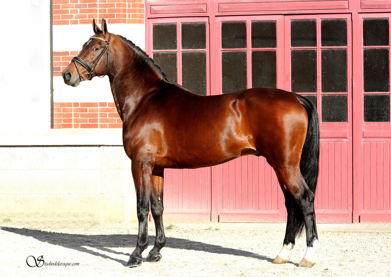 ZZ TOP - KWPN Nederlands sportpaard 2004 ,  Glock's Tango