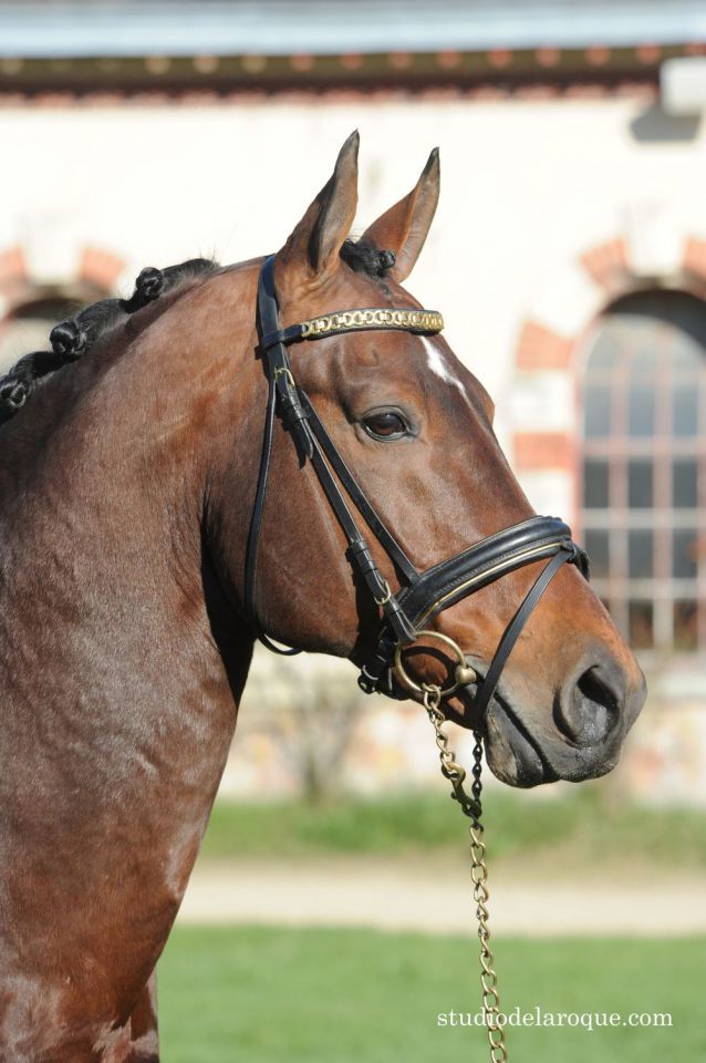 ZZ TOP - KWPN Nederlands sportpaard 2004 ,  Glock's Tango