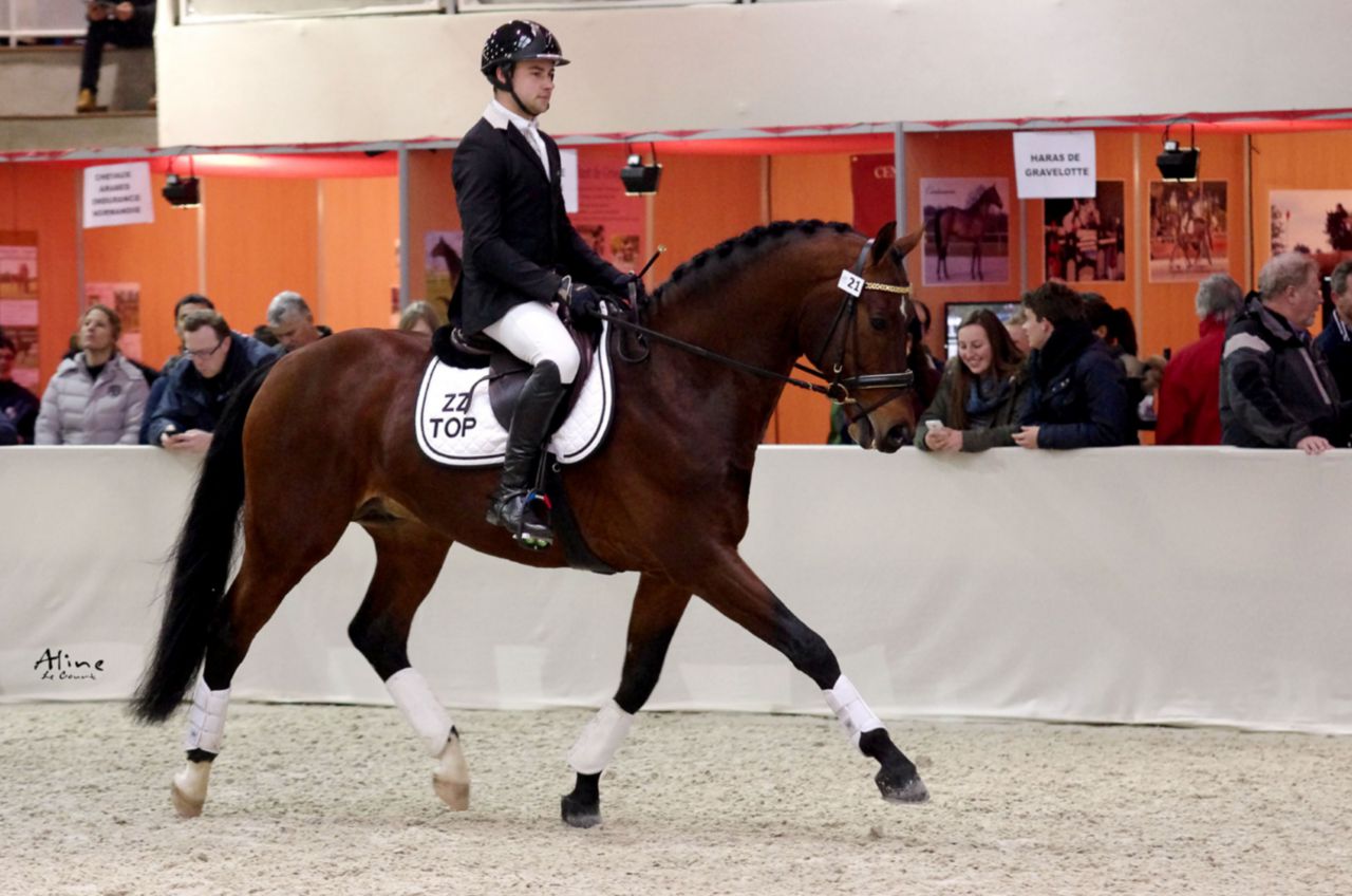 ZZ TOP - KWPN Nederlands sportpaard 2004 ,  Glock's Tango